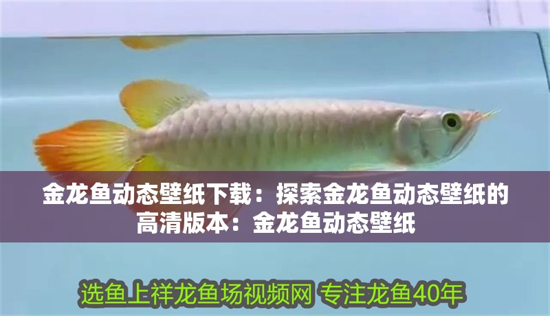 金龍魚動(dòng)態(tài)壁紙下載：探索金龍魚動(dòng)態(tài)壁紙的高清版本：金龍魚動(dòng)態(tài)壁紙