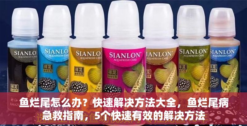 魚爛尾怎么辦？快速解決方法大全，魚爛尾病急救指南，5個快速有效的解決方法