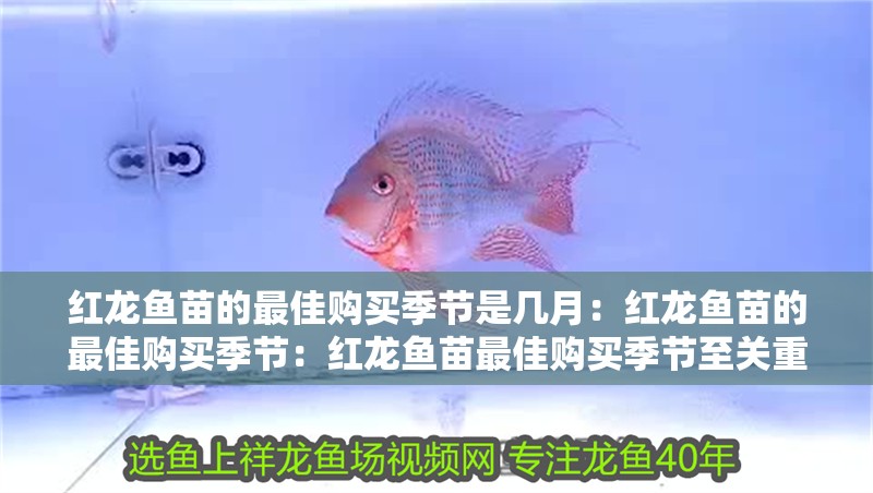 紅龍魚苗的最佳購買季節(jié)是幾月：紅龍魚苗的最佳購買季節(jié)：紅龍魚苗最佳購買季節(jié)至關(guān)重要，選擇合適的季節(jié)至關(guān)重要