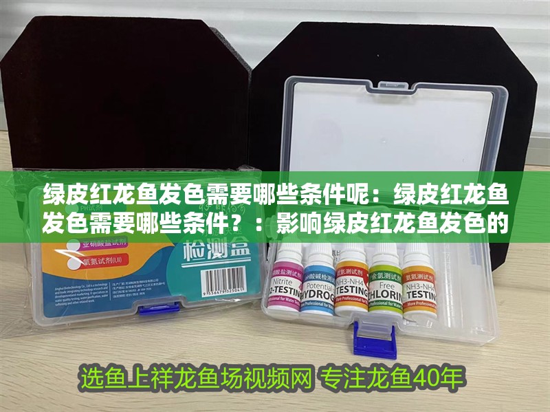 綠皮紅龍魚發色需要哪些條件呢：綠皮紅龍魚發色需要哪些條件？：影響綠皮紅龍魚發色的因素