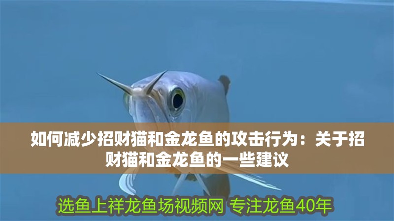 如何減少招財貓和金龍魚的攻擊行為：關于招財貓和金龍魚的一些建議