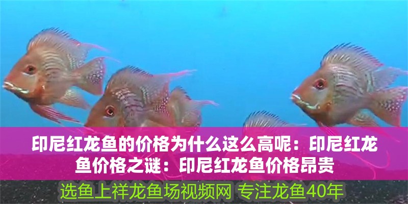 印尼紅龍魚的價格為什么這么高呢：印尼紅龍魚價格之謎：印尼紅龍魚價格昂貴