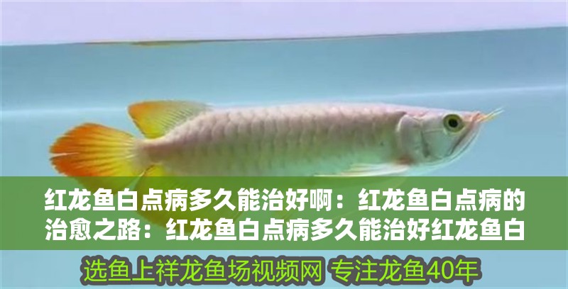 紅龍魚(yú)白點(diǎn)病多久能治好啊：紅龍魚(yú)白點(diǎn)病的治愈之路：紅龍魚(yú)白點(diǎn)病多久能治好紅龍魚(yú)白點(diǎn)病多久能治好呢