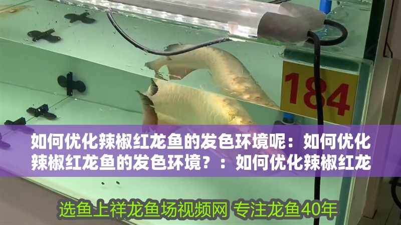 如何優化辣椒紅龍魚的發色環境呢：如何優化辣椒紅龍魚的發色環境？：如何優化辣椒紅龍魚發色環境