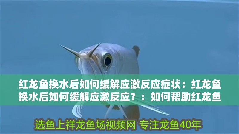紅龍魚換水后如何緩解應激反應癥狀：紅龍魚換水后如何緩解應激反應？：如何幫助紅龍魚在換水后緩解應激反應