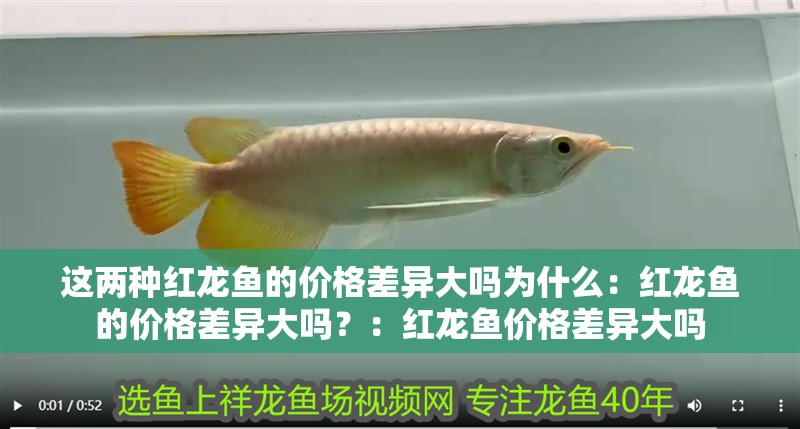 這兩種紅龍魚的價格差異大嗎為什么：紅龍魚的價格差異大嗎？：紅龍魚價格差異大嗎