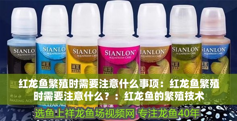 紅龍魚繁殖時需要注意什么事項：紅龍魚繁殖時需要注意什么？：紅龍魚的繁殖技術(shù)