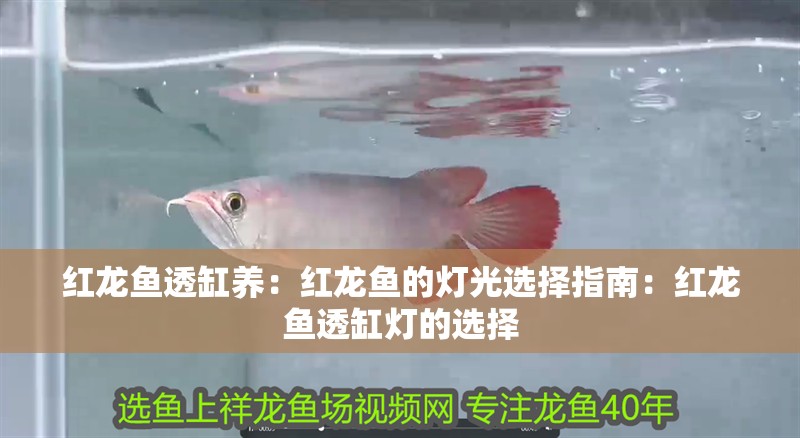 紅龍魚透缸養(yǎng)：紅龍魚的燈光選擇指南：紅龍魚透缸燈的選擇