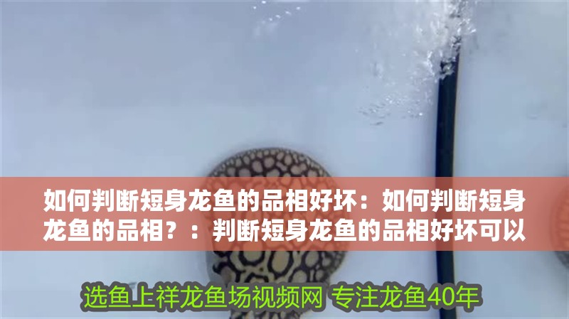 如何判斷短身龍魚的品相好壞：如何判斷短身龍魚的品相？：判斷短身龍魚的品相好壞可以從多方面進行短身龍魚的品相
