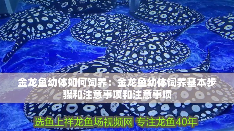 金龍魚幼體如何飼養：金龍魚幼體飼養基本步驟和注意事項和注意事項