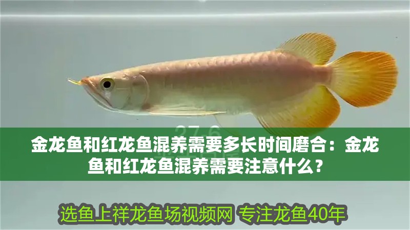 金龍魚和紅龍魚混養需要多長時間磨合：金龍魚和紅龍魚混養需要注意什么？