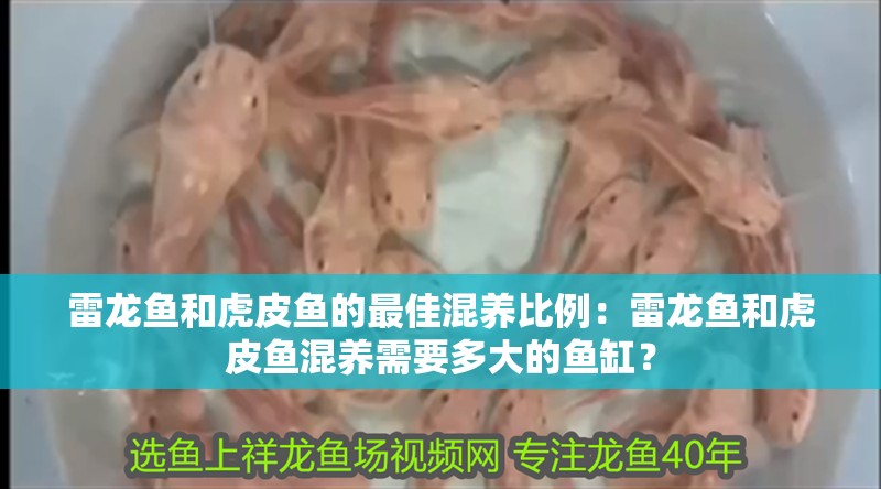 雷龍魚和虎皮魚的最佳混養比例：雷龍魚和虎皮魚混養需要多大的魚缸？