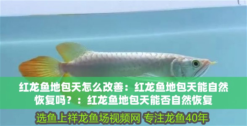 紅龍魚地包天怎么改善：紅龍魚地包天能自然恢復嗎？：紅龍魚地包天能否自然恢復