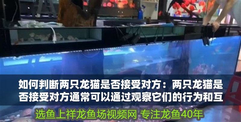 如何判斷兩只龍貓是否接受對方：兩只龍貓是否接受對方通常可以通過觀察它們的行為和互動來評估