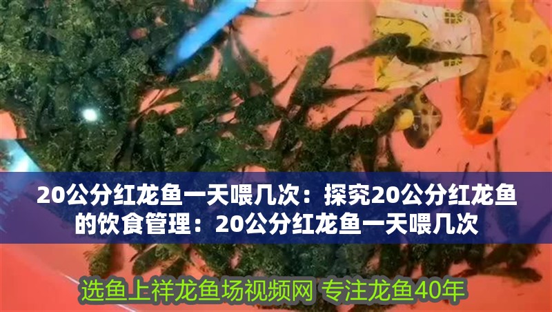 20公分紅龍魚一天喂幾次：探究20公分紅龍魚的飲食管理：20公分紅龍魚一天喂幾次