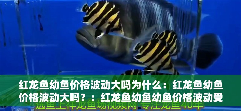 紅龍魚幼魚價格波動大嗎為什么：紅龍魚幼魚價格波動大嗎？：紅龍魚幼魚幼魚價格波動受多種因素影響幼魚價格波動