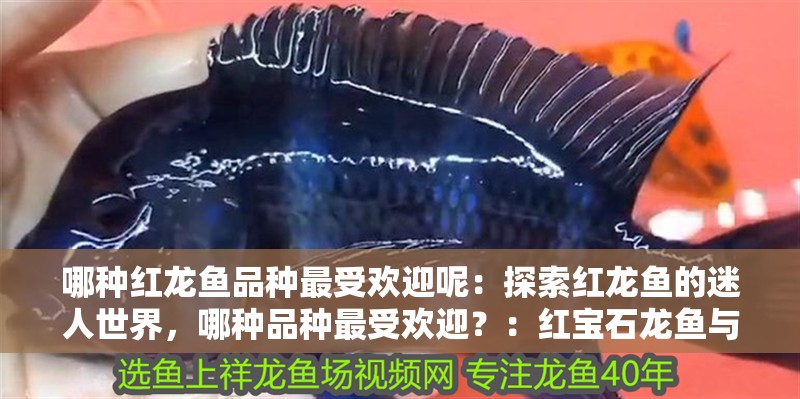 哪種紅龍魚品種最受歡迎呢：探索紅龍魚的迷人世界，哪種品種最受歡迎？：紅寶石龍魚與紅龍魚的區別