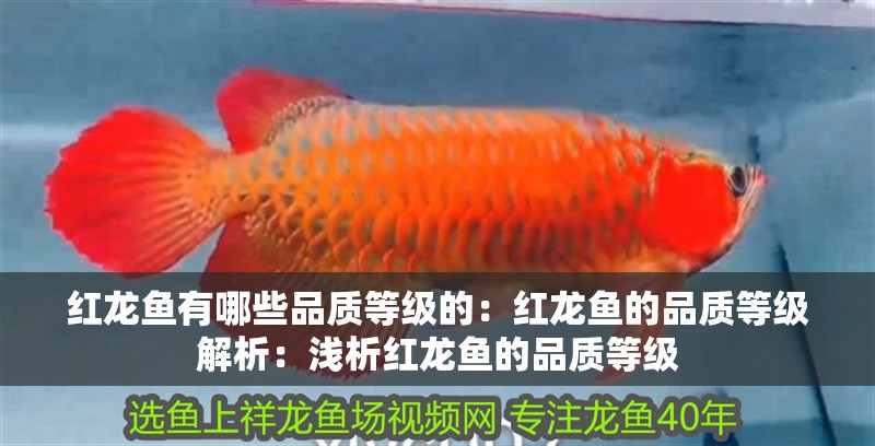 紅龍魚有哪些品質等級的：紅龍魚的品質等級解析：淺析紅龍魚的品質等級