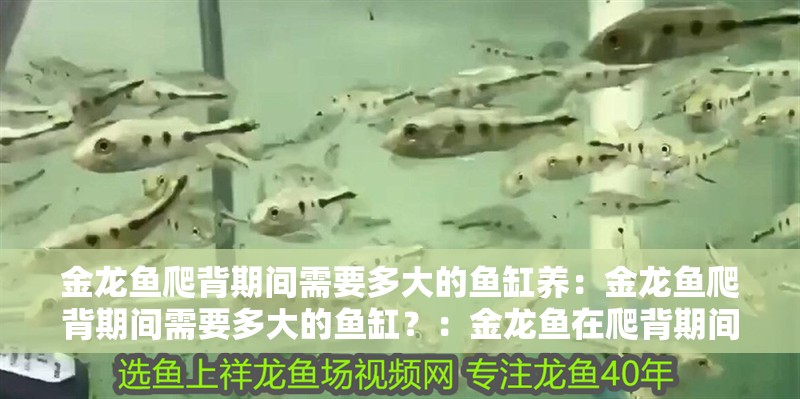 金龍魚爬背期間需要多大的魚缸養：金龍魚爬背期間需要多大的魚缸？：金龍魚在爬背期間，需要多大的魚缸？