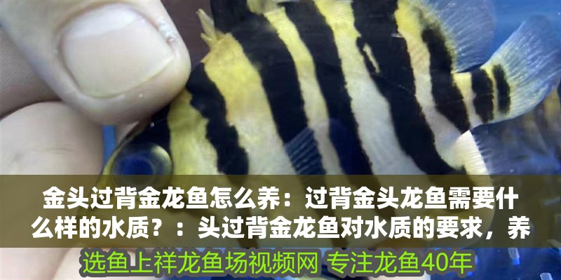 金頭過背金龍魚怎么養(yǎng)：過背金頭龍魚需要什么樣的水質(zhì)？：頭過背金龍魚對水質(zhì)的要求，養(yǎng)好龍魚的細(xì)胞結(jié)構(gòu)疾病