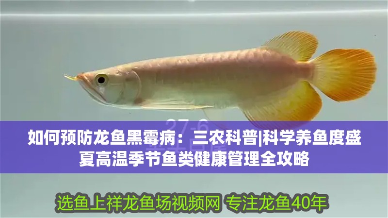 如何預(yù)防龍魚黑霉病：三農(nóng)科普|科學(xué)養(yǎng)魚度盛夏高溫季節(jié)魚類健康管理全攻略