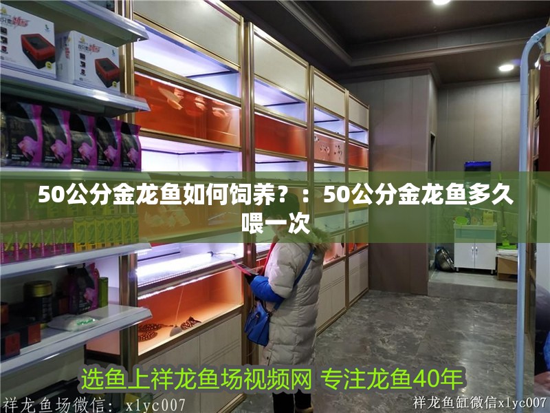 50公分金龍魚如何飼養？：50公分金龍魚多久喂一次