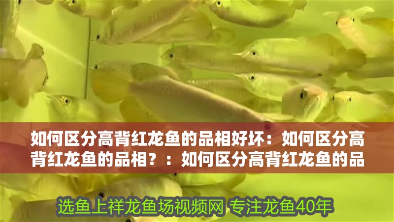 如何區分高背紅龍魚的品相好壞：如何區分高背紅龍魚的品相？：如何區分高背紅龍魚的品相