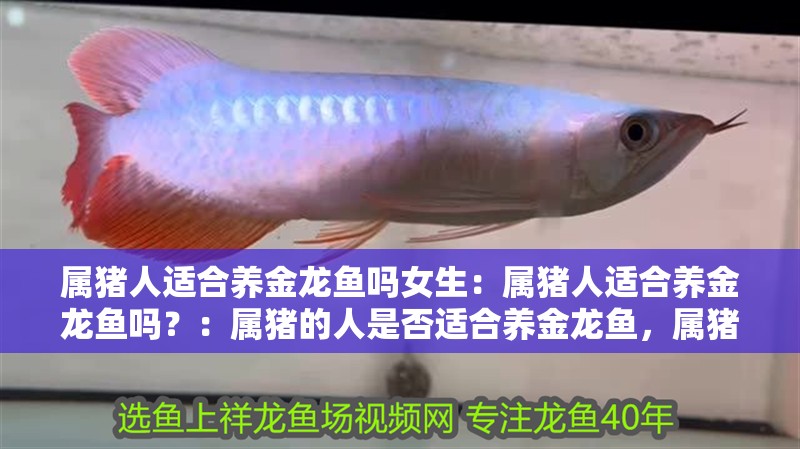 屬豬人適合養金龍魚嗎女生：屬豬人適合養金龍魚嗎？：屬豬的人是否適合養金龍魚，屬豬的人適合養金龍魚嗎