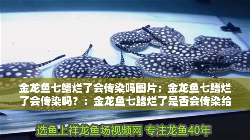 金龍魚七鰭爛了會傳染嗎圖片：金龍魚七鰭爛了會傳染嗎？：金龍魚七鰭爛了是否會傳染給其他金龍魚健康的鱗片