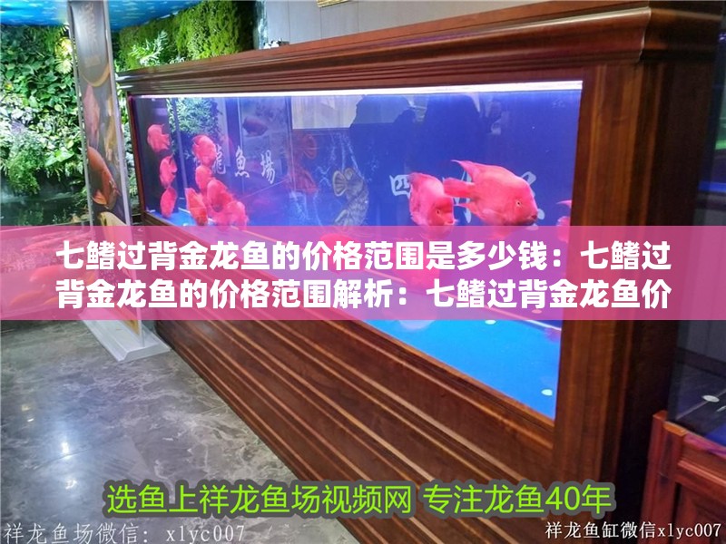 七鰭過背金龍魚的價(jià)格范圍是多少錢：七鰭過背金龍魚的價(jià)格范圍解析：七鰭過背金龍魚價(jià)格