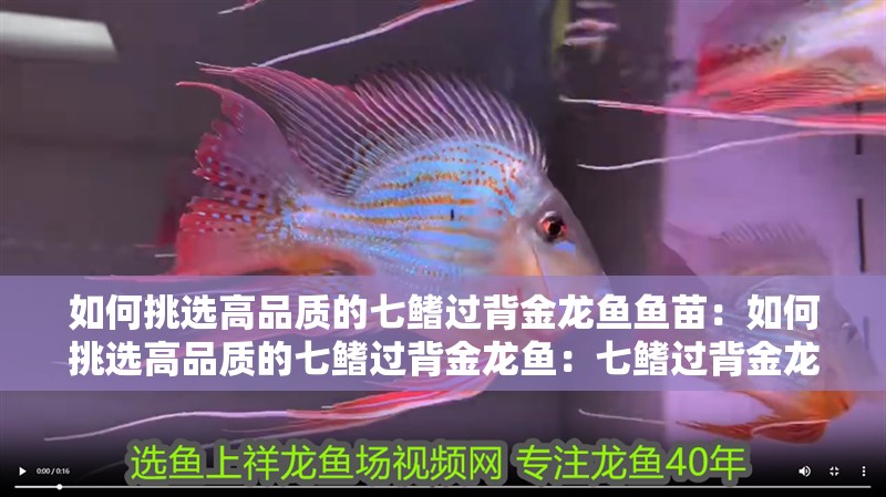 如何挑選高品質的七鰭過背金龍魚魚苗：如何挑選高品質的七鰭過背金龍魚：七鰭過背金龍魚的挑選高品質的七鰭過背金龍魚的重要環節 如何挑選高品質的七鰭過背金龍魚魚苗：如何挑選高品質的七鰭過背金龍魚：七鰭過背金龍魚的挑選高品質的七鰭過背金龍魚的重要環節 水族問答