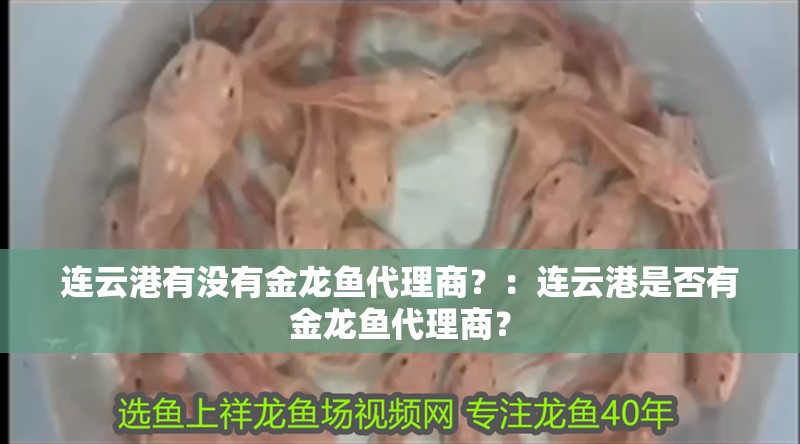 連云港有沒(méi)有金龍魚(yú)代理商？：連云港是否有金龍魚(yú)代理商？