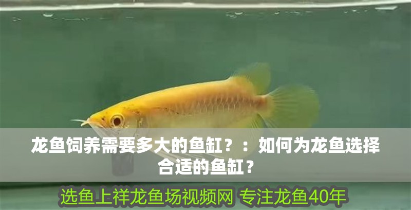 龍魚飼養需要多大的魚缸？：如何為龍魚選擇合適的魚缸？