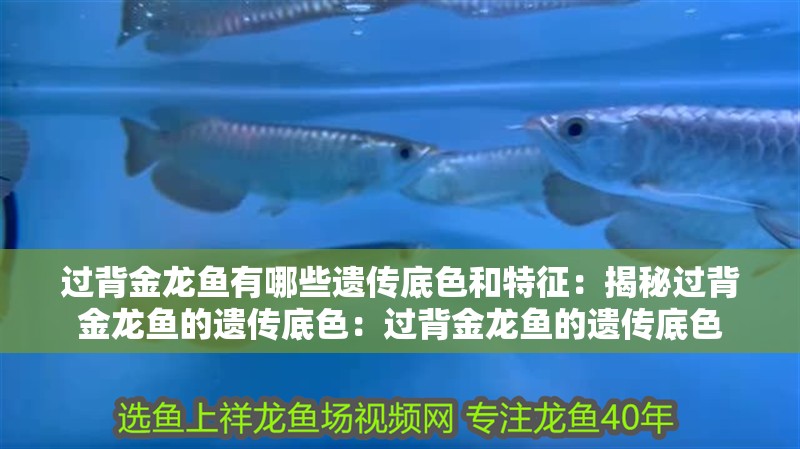 過背金龍魚有哪些遺傳底色和特征：揭秘過背金龍魚的遺傳底色：過背金龍魚的遺傳底色