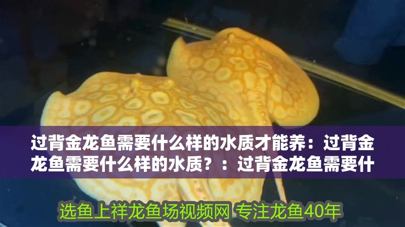 過背金龍魚需要什么樣的水質(zhì)才能養(yǎng)：過背金龍魚需要什么樣的水質(zhì)？：過背金龍魚需要什么樣的水質(zhì)
