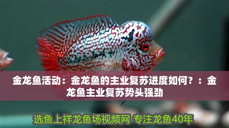 金龍魚活動：金龍魚的主業復蘇進度如何？：金龍魚主業復蘇勢頭強勁