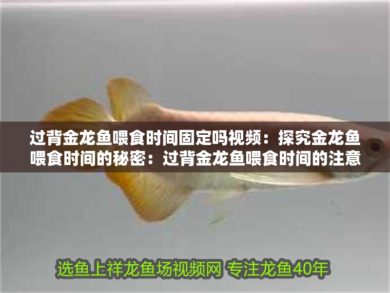 過背金龍魚喂食時(shí)間固定嗎視頻：探究金龍魚喂食時(shí)間的秘密：過背金龍魚喂食時(shí)間的注意事項(xiàng)