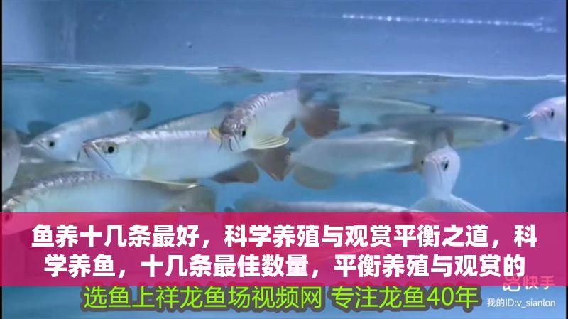 魚養十幾條最好，科學養殖與觀賞平衡之道，科學養魚，十幾條最佳數量，平衡養殖與觀賞的實用指南 魚養十幾條最好，科學養殖與觀賞平衡之道，科學養魚，十幾條最佳數量，平衡養殖與觀賞的實用指南 龍魚百科 第1張