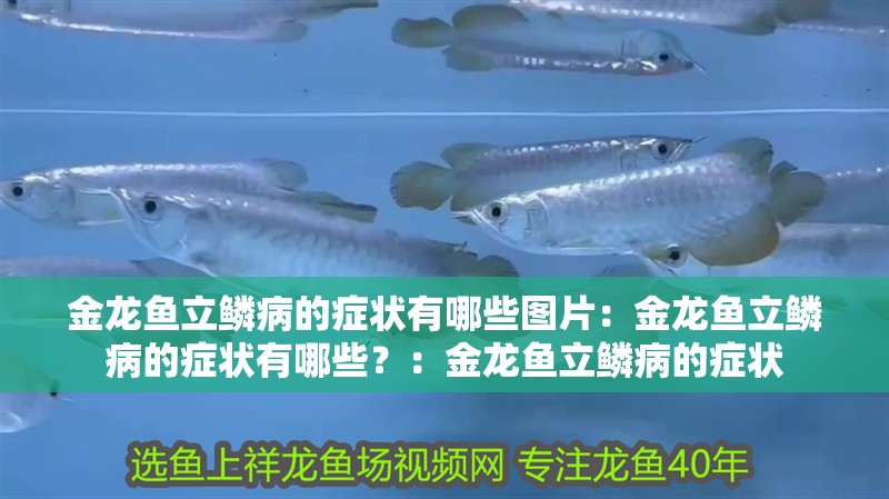 金龍魚立鱗病的癥狀有哪些圖片：金龍魚立鱗病的癥狀有哪些？：金龍魚立鱗病的癥狀