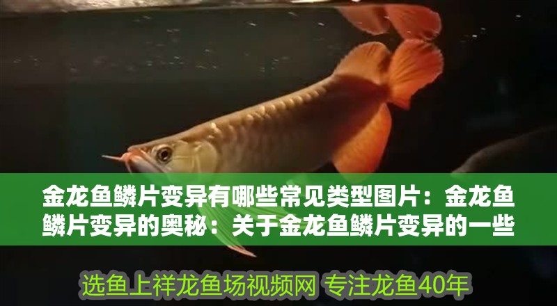 金龍魚鱗片變異有哪些常見類型圖片：金龍魚鱗片變異的奧秘：關于金龍魚鱗片變異的一些思考