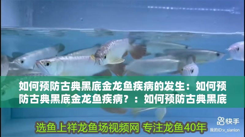 如何預防古典黑底金龍魚疾病的發(fā)生：如何預防古典黑底金龍魚疾病？：如何預防古典黑底金龍魚疾病
