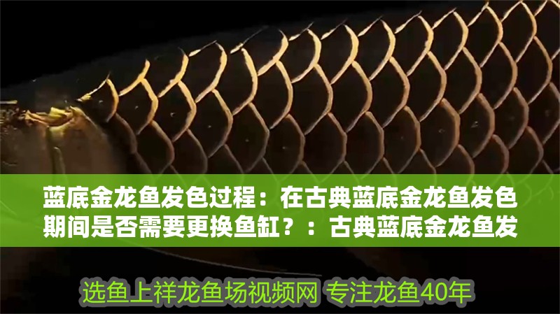 藍底金龍魚發色過程：在古典藍底金龍魚發色期間是否需要更換魚缸？：古典藍底金龍魚發色過程與古典藍底金龍魚發色過程與魚缸更換指南