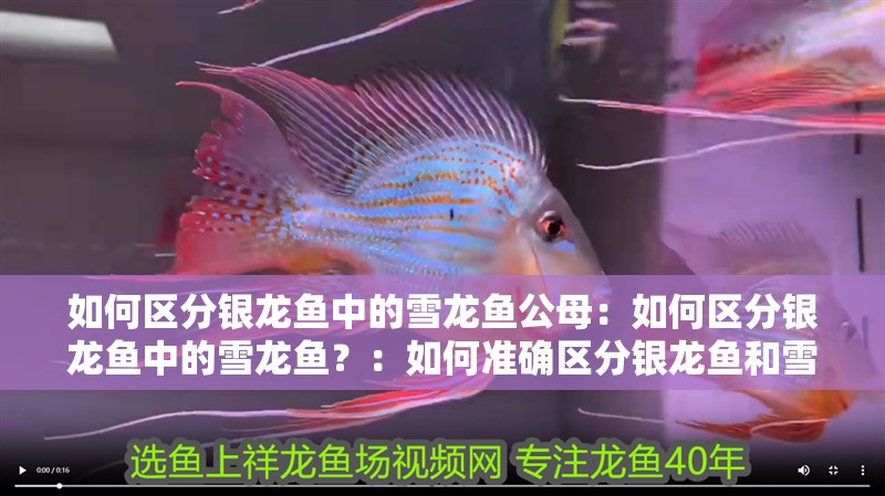 如何區分銀龍魚中的雪龍魚公母：如何區分銀龍魚中的雪龍魚？：如何準確區分銀龍魚和雪龍魚
