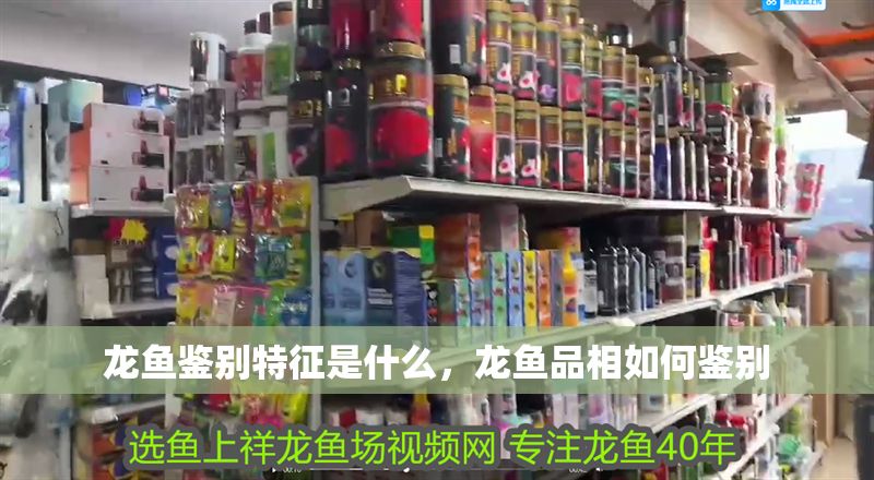 龍魚鑒別特征是什么，龍魚品相如何鑒別