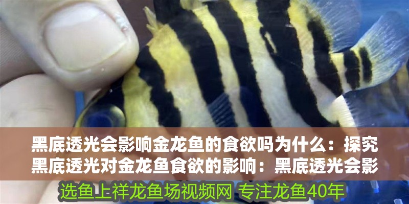黑底透光會影響金龍魚的食欲嗎為什么：探究黑底透光對金龍魚食欲的影響：黑底透光會影響金龍魚的食欲嗎