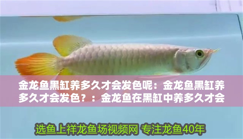 金龍魚黑缸養多久才會發色呢：金龍魚黑缸養多久才會發色？：金龍魚在黑缸中養多久才會發色，金龍魚黑缸養發色的實用技巧