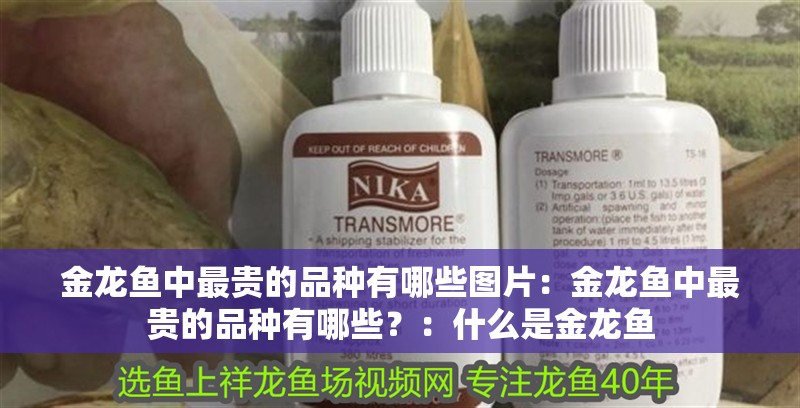 金龍魚中最貴的品種有哪些圖片：金龍魚中最貴的品種有哪些？：什么是金龍魚