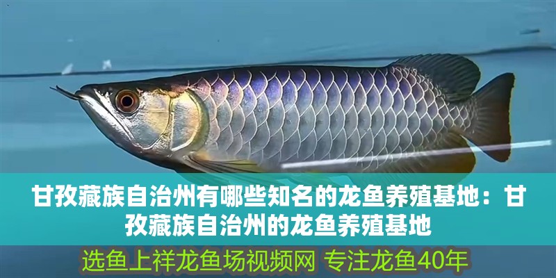 甘孜藏族自治州有哪些知名的龍魚養殖基地：甘孜藏族自治州的龍魚養殖基地