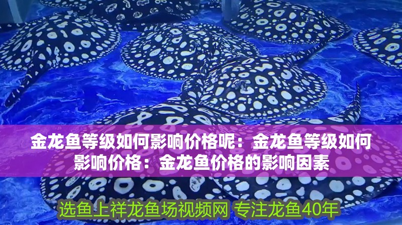 紅龍魚用黃燈烤有用嗎 金龍魚等級如何影響價格呢:金龍魚等級如何影響價格:金龍魚價格的影響因素 水族問答 金龍魚等級如何影響價格呢:金龍魚等級如何影響價格:金龍魚價格的影響因素 金龍魚等級如何影響價格呢:金龍魚等級如何影響價格:金龍魚價格的影響因素 水族問答