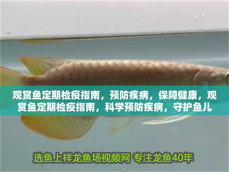 觀賞魚定期檢疫指南，預(yù)防疾病，保障健康，觀賞魚定期檢疫指南，科學(xué)預(yù)防疾病，守護(hù)魚兒健康